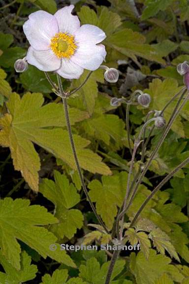 anemone tomentosa 2 graphic